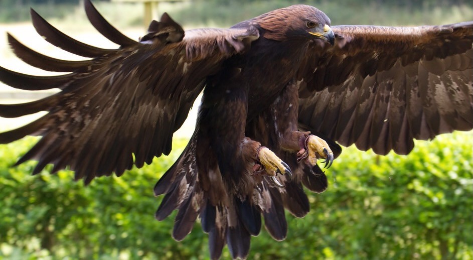 Golden Eagle 12a by ahisgett is licensed under CC BY 2.0.